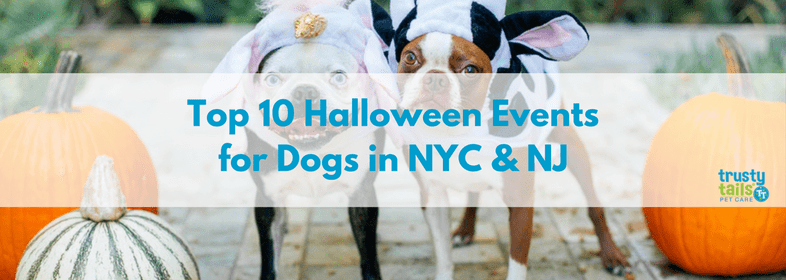 top-10-halloween-events-for-dogs-in-nyc-nj.png