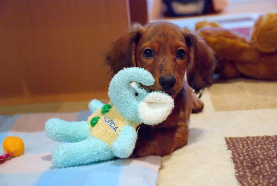 puppy with a toy