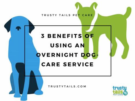 3 Benefits Of Using An Overnight Dog-Care Service