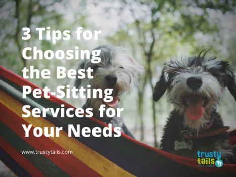 3 Tips For Choosing The Best Pet-Sitting Services For Your Needs