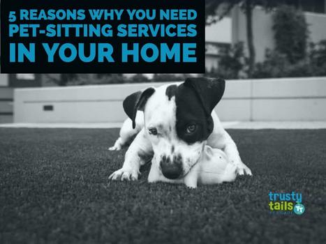 Five Reasons Why You Need Pet-Sitting Services In Your Home
