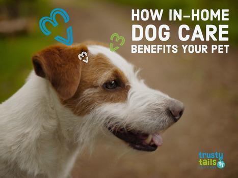 How In-Home Dog Care Benefits Your Pet