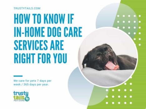 How To Know If In-Home Dog Care Services Are Right For You copy