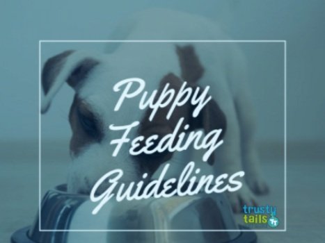 Puppy Feeding Guidelines