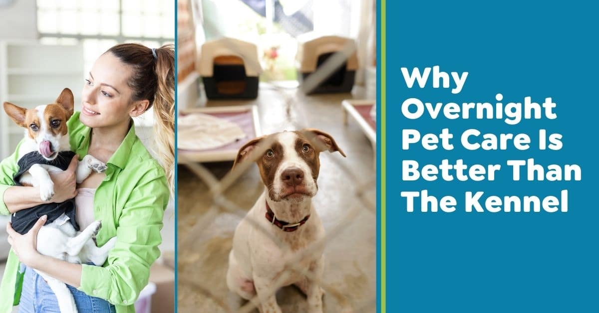 Why Overnight Pet Care Is Better Than The Kennel