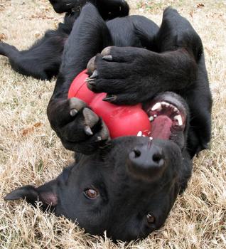 Kong treat toy