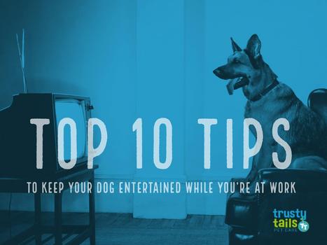 Top 10 Tips to Keep Your Dog Entertained While You’re at Work