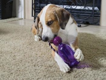 busy buddy tug a jug