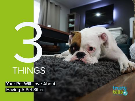 3 Things Your Pet Will Love About Having A Pet Sitter