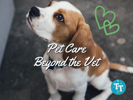 Pet Care Beyond the Vet