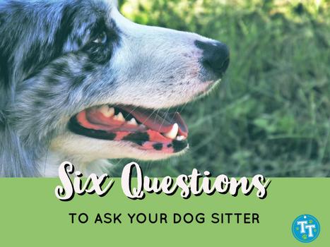 Six Questions to Ask Your DogSitter