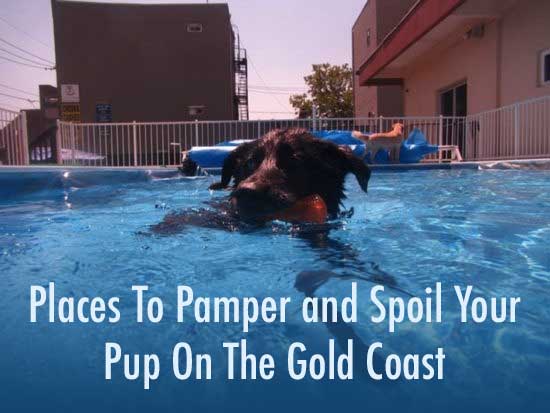 Places To Pamper and Spoil Your Pup On The Gold Coast