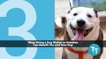 3 Ways Hiring a Dog Walker in Hoboken Can Benefit You and Your Dog