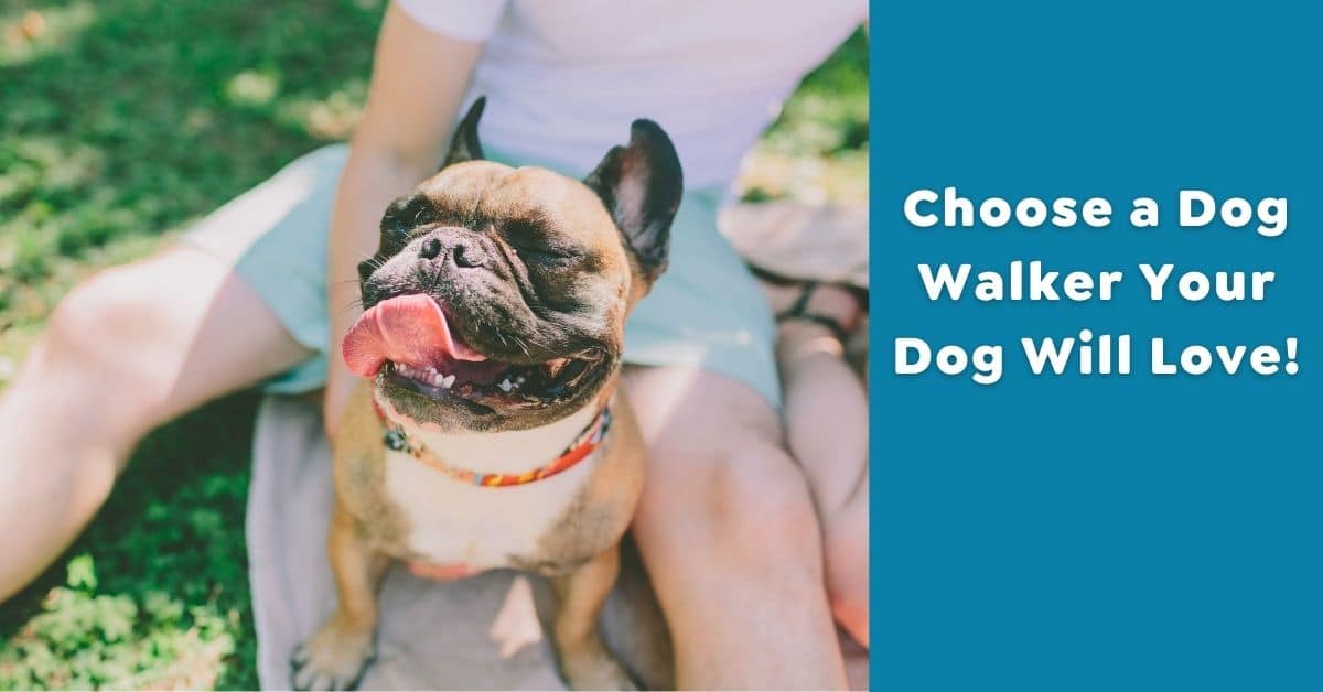 Choose a Dog Walker Your Dog Will Love