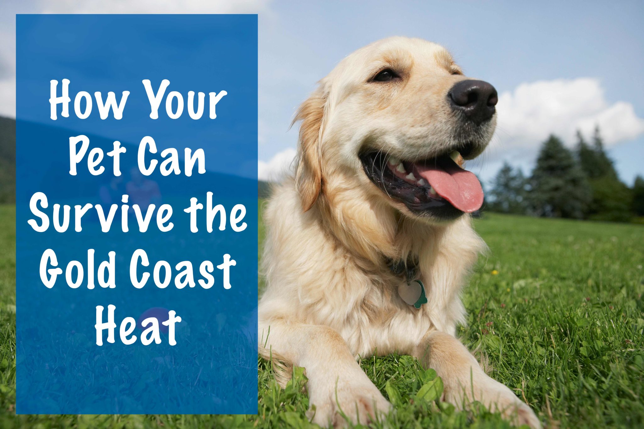 How Your Pet Can Survive the Gold Coast Heat banner