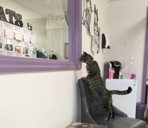 PURRsonal Space