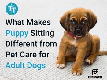 What Makes Puppy Sitting Different from Pet Care for Adult Dogs