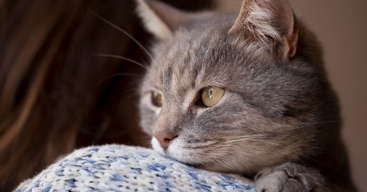 Why Trusty Tails Cat Sitting Services Will Make Your Life Easier