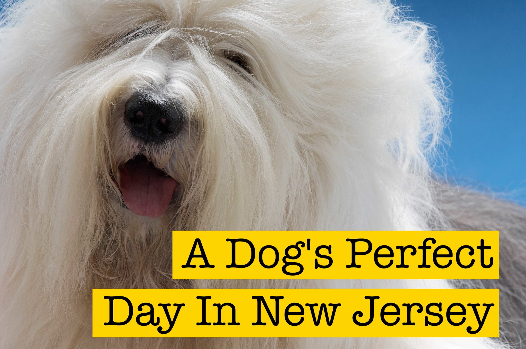 A Dog’s Perfect Day in New Jersey