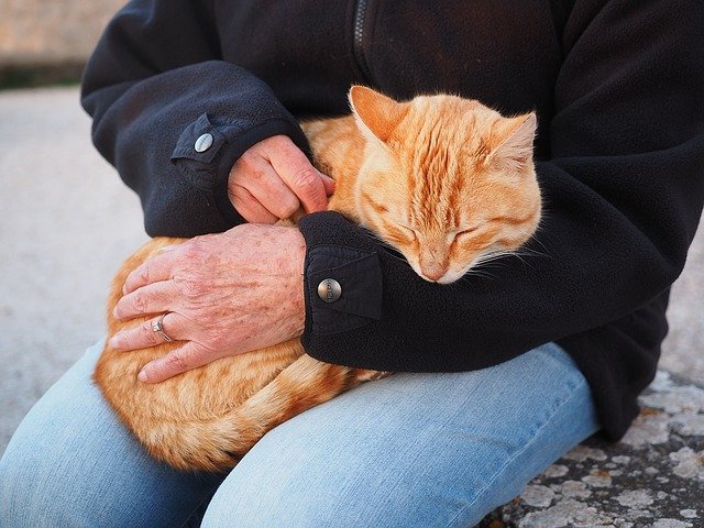 cat sleeping