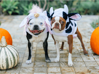 top 10 halloween events for dogs in nyc nj