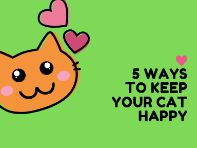 4 Ways to Keep Your Cat Happy blog post image