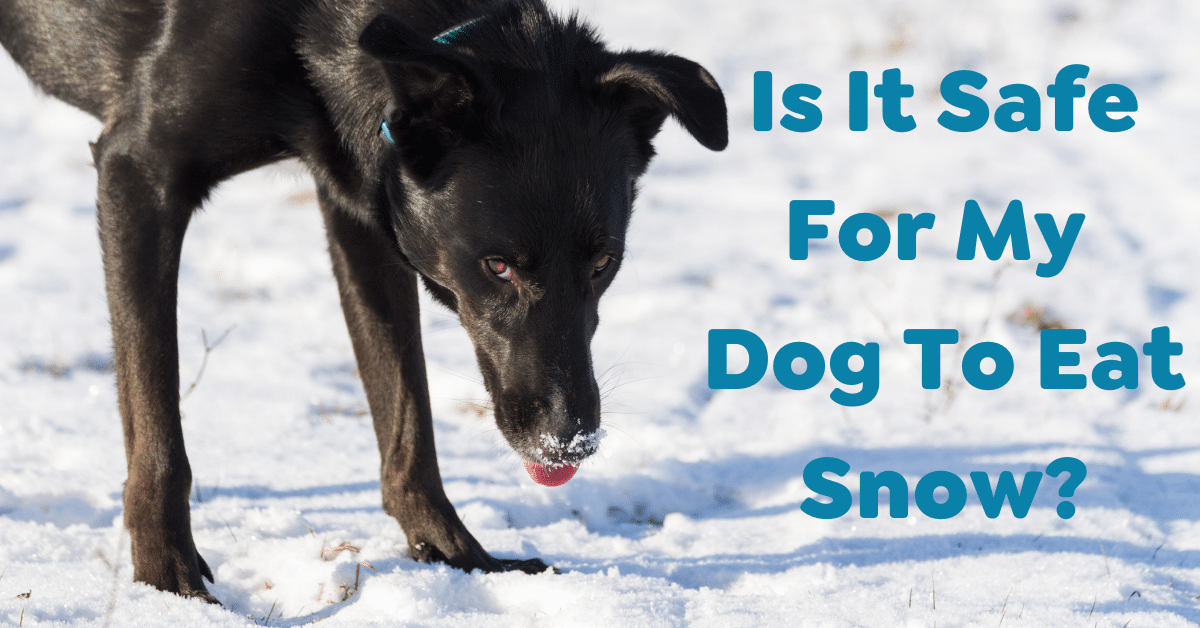 Is It Safe For My Dog To Eat Snow