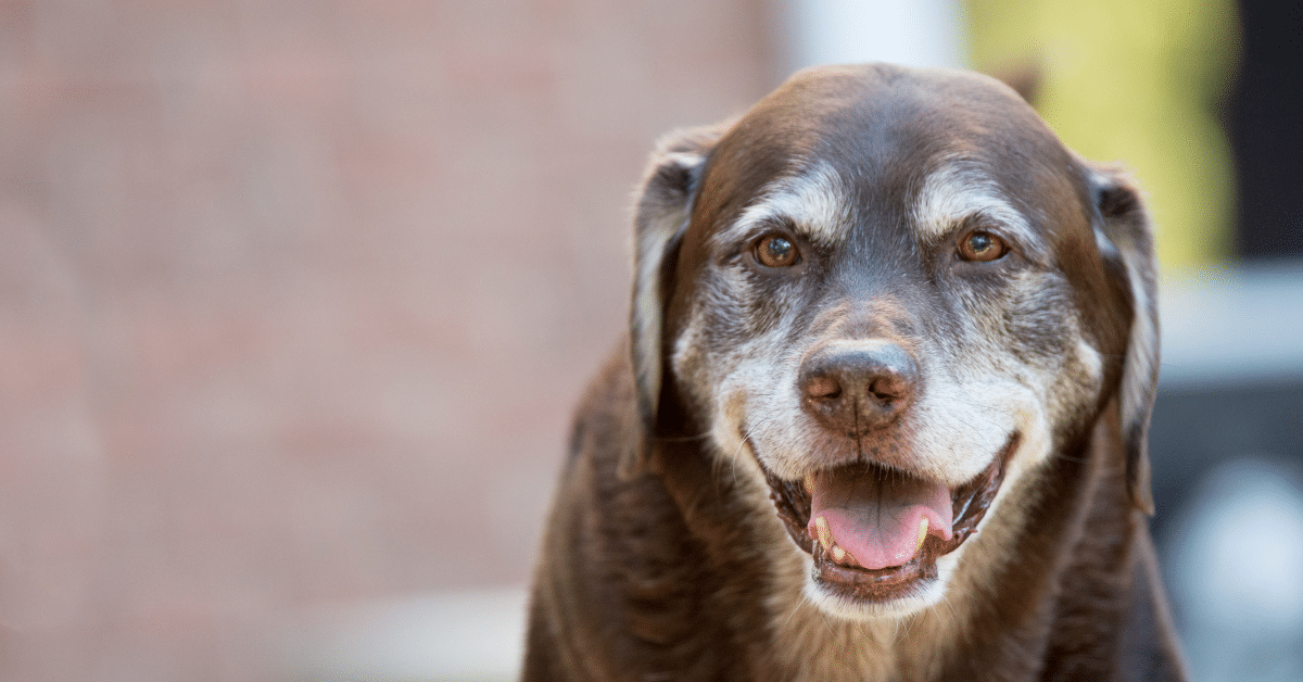 7 Ways to Make your Senior Dog Happy