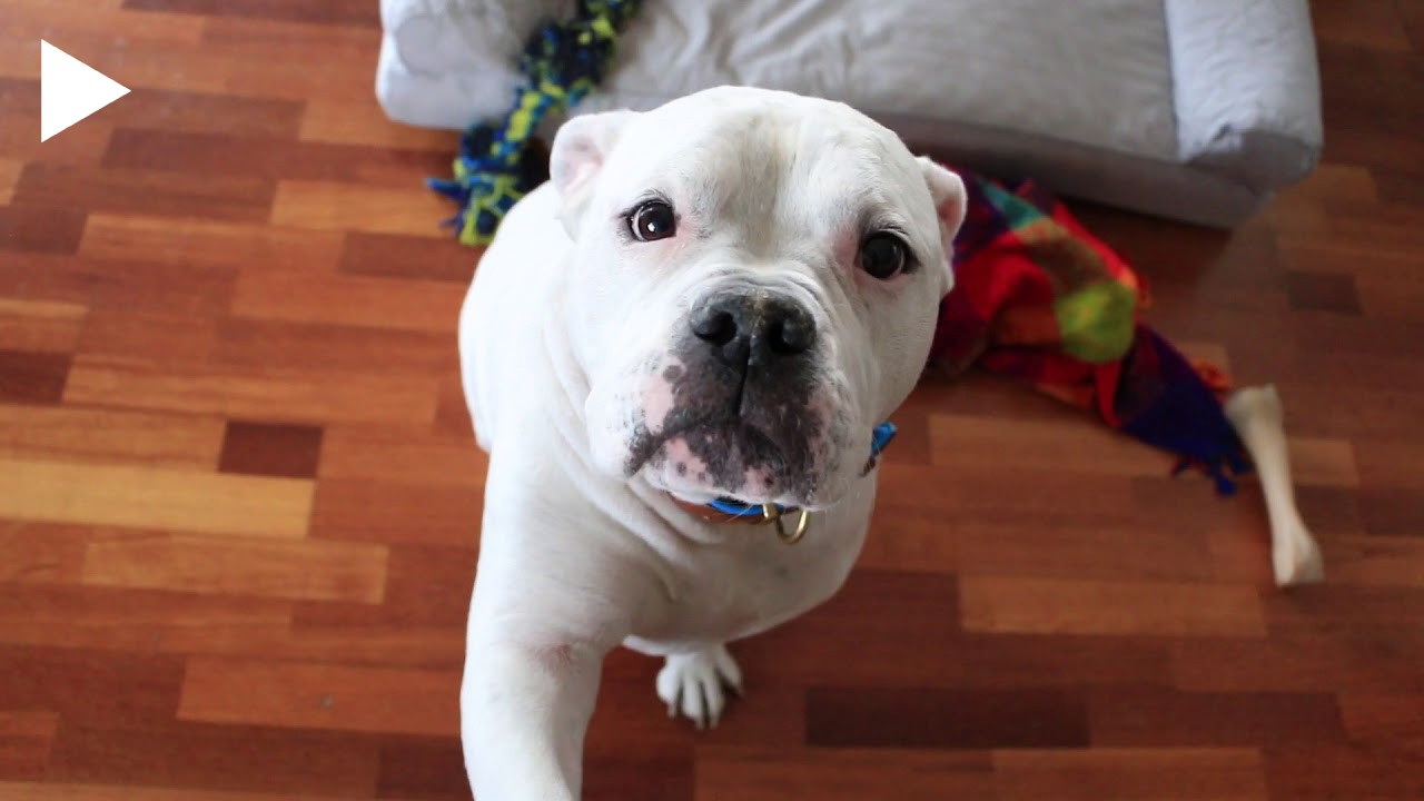 White Staff Dog