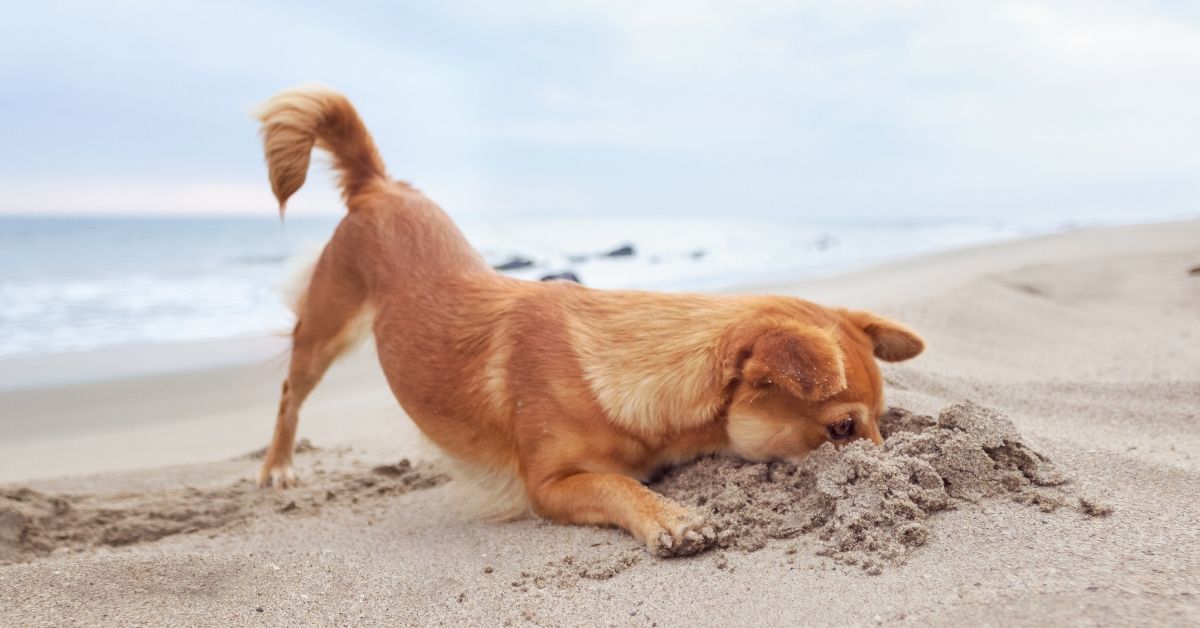 20 Dog Friendly New Jersey Beaches