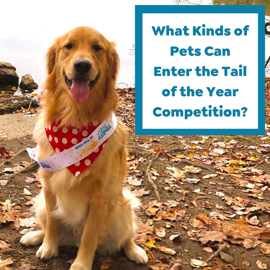 What Kinds of Pets Can Enter the Tail of the Year Pet Competition