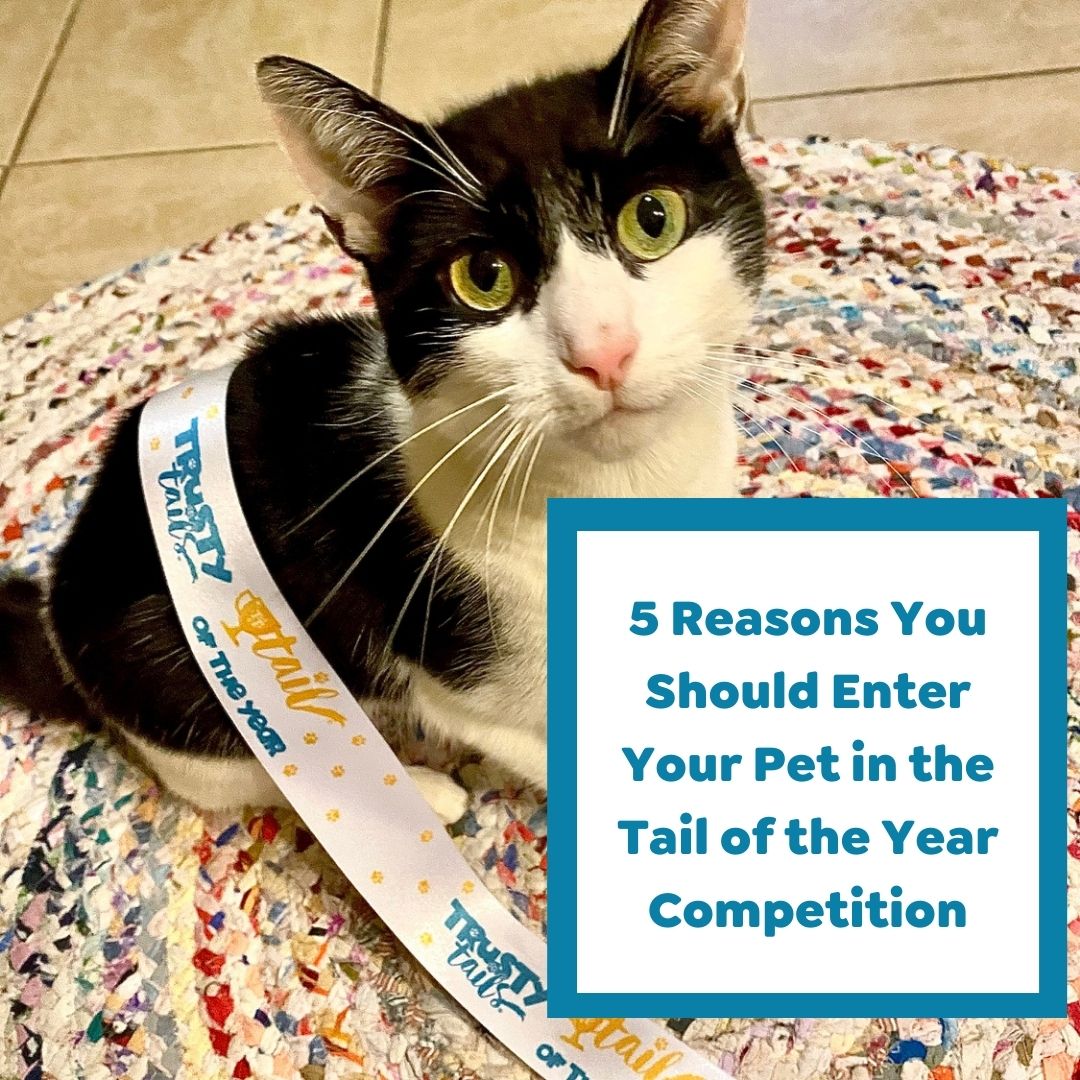 5 Reasons You Should Enter the Tail of the Year Pet Competition