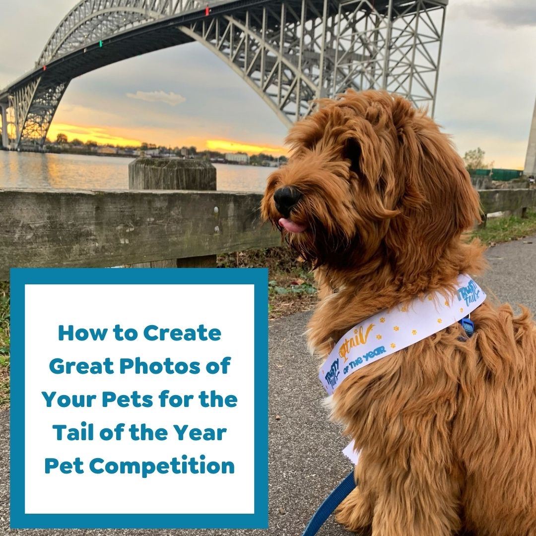 How to Create Great Photos of Your Pets