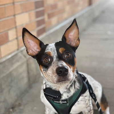Oliver