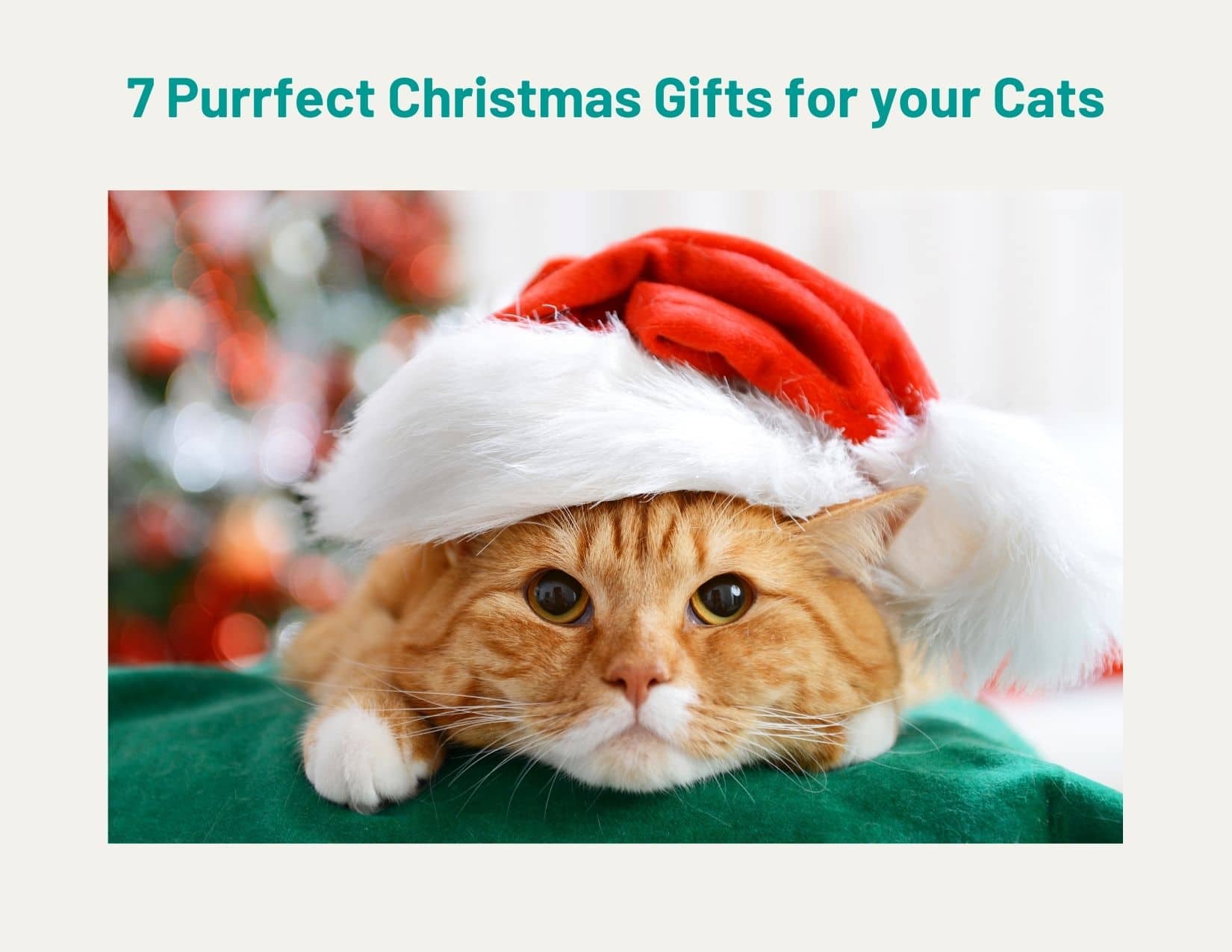 7 Purrfect Christmas Gifts for your Cats