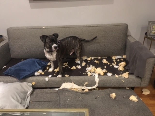 Duke
