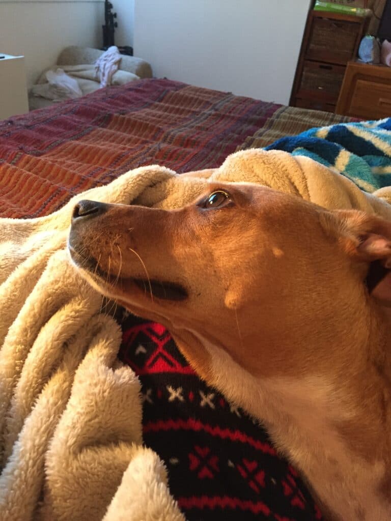 Skittles the dog