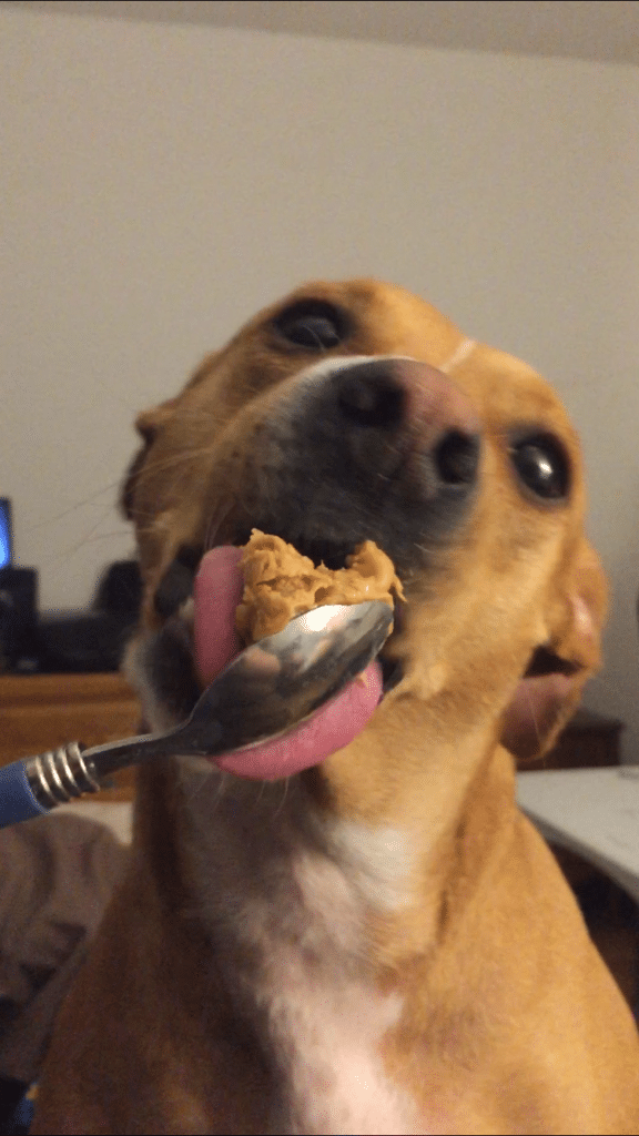 Skittles the dog