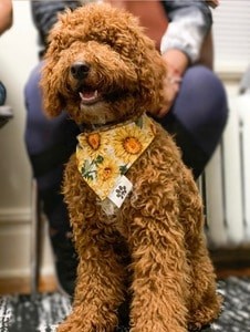Kearny Ozzie