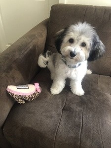 West NY Abby