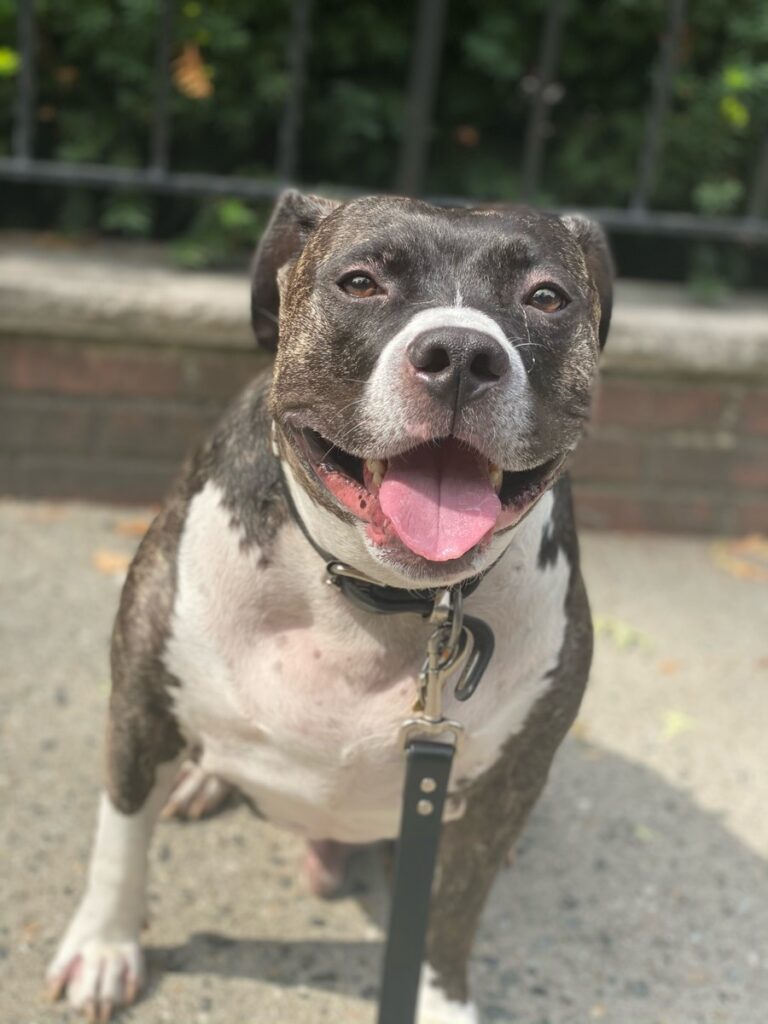 Duke Rescue dog