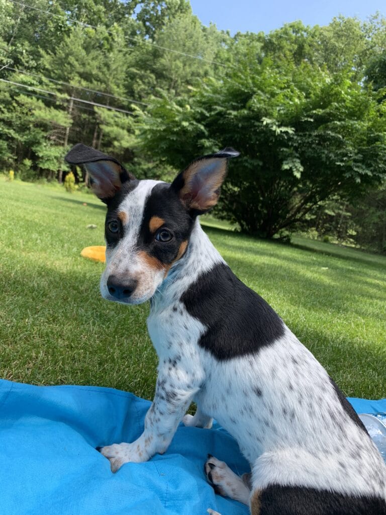 Oliver