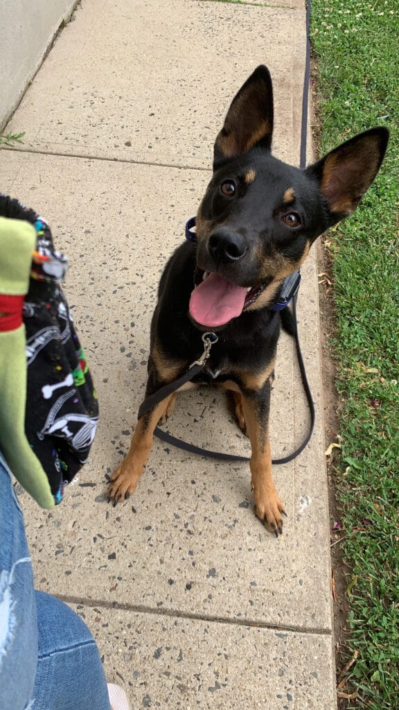 samsk9dogtraining