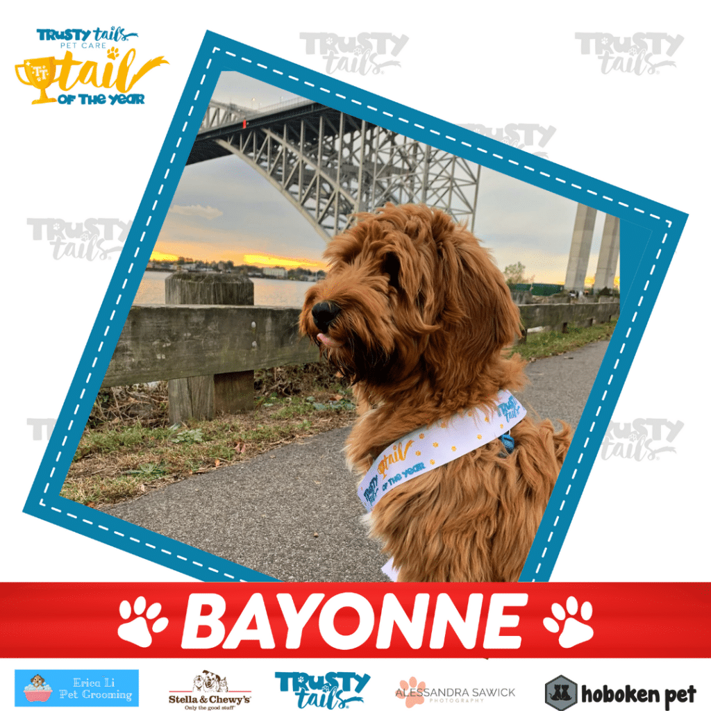 Tail of Bayonne