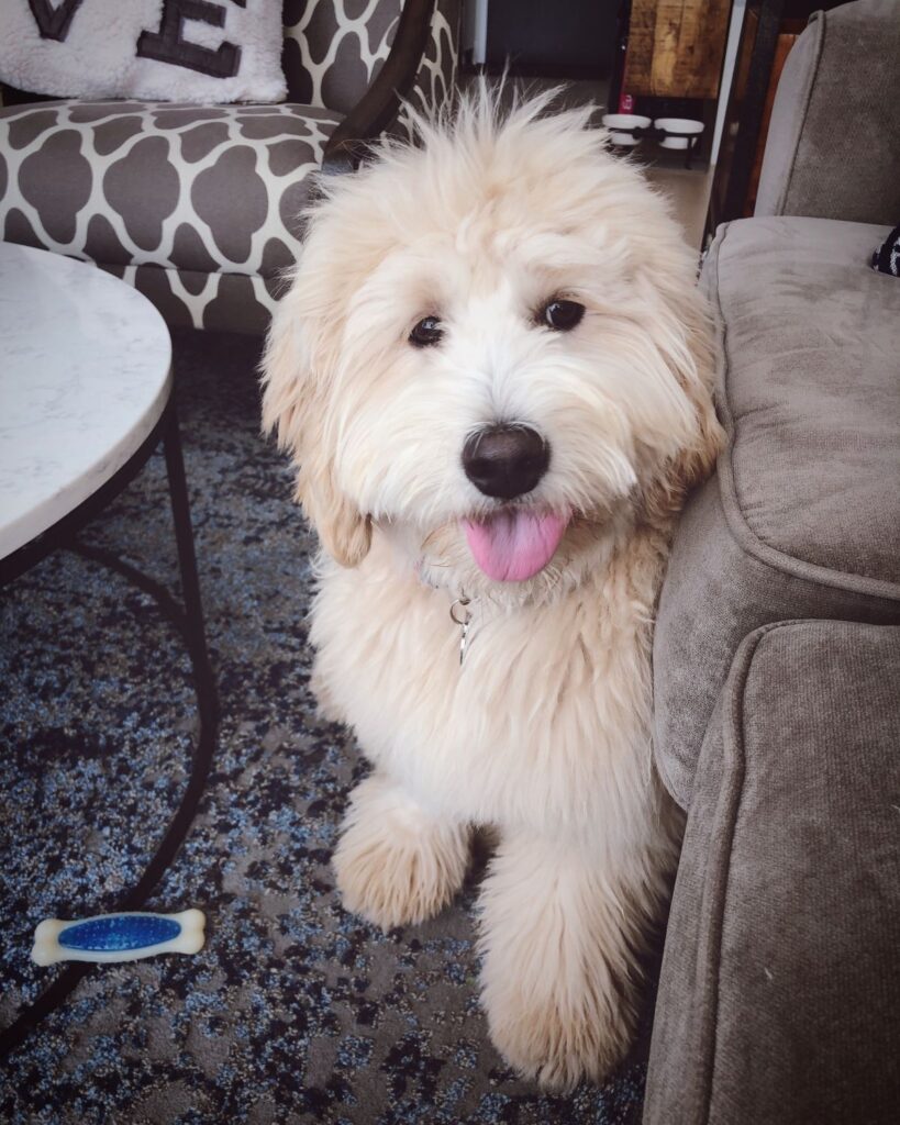 Mickey the dog