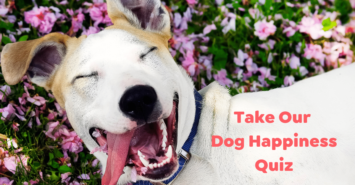 dog happiness quizz