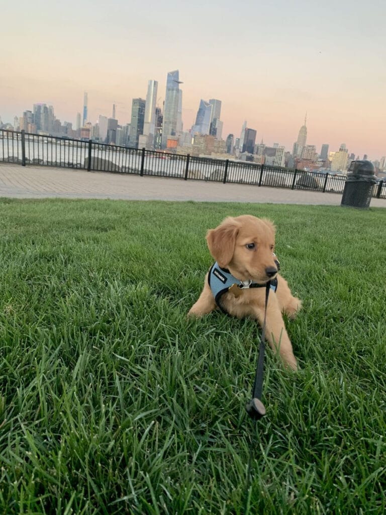 Wesley the dog