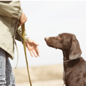 8 ways to make your high energy dog happy