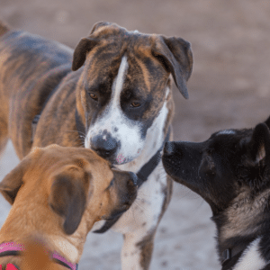 8 ways to make your high energy dog happy