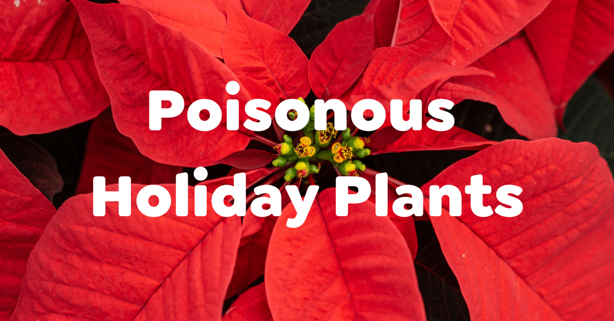 Holiday Plants that are Poisonous to Pets